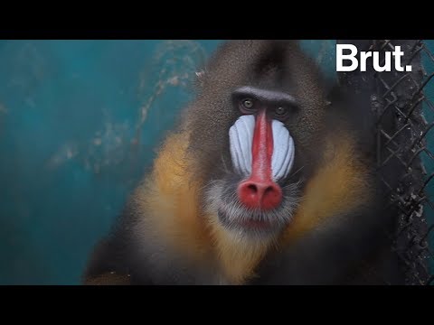 Vidéo: Est-ce que le mandrill mange des fruits ?