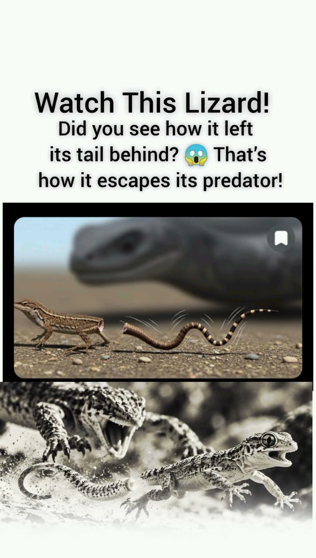 You’ll Be Amazed to Know 2 Reasons Why a Lizard Drops Its Tail!