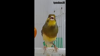 incredible   sound canary