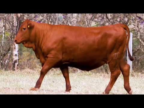 LOTE 90 - GRAMA 7242
