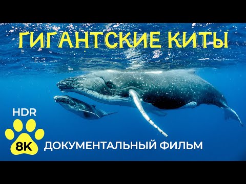 видео: Киты - Самые крупные млекопитающие планеты - Документальный фильм о животных в 8K HDR