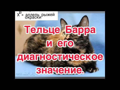 Тельце Барра и его диагностическое значение.