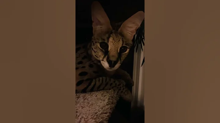 Watch the video about African Serval Cat on Tree Relaxed