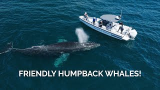 Friendly Humpback Whales! | Santa Barbara Whale Watch