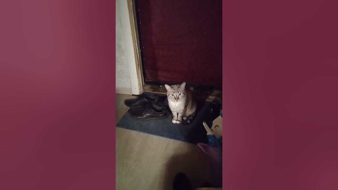 кот - YouTube