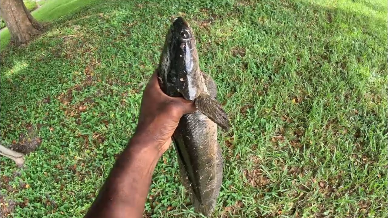 Список желаний: поймать рыбу и приготовить