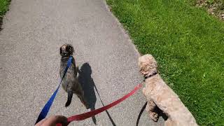 Kiba And Ovie Out On Trail On A Nice Victoria Day.
