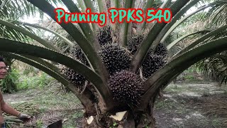 Pruning Sawit PPKS 540 Umur 5 Tahun