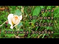 Дача 30 июня 2023г. Дочь, свёкор, спасение воробья.