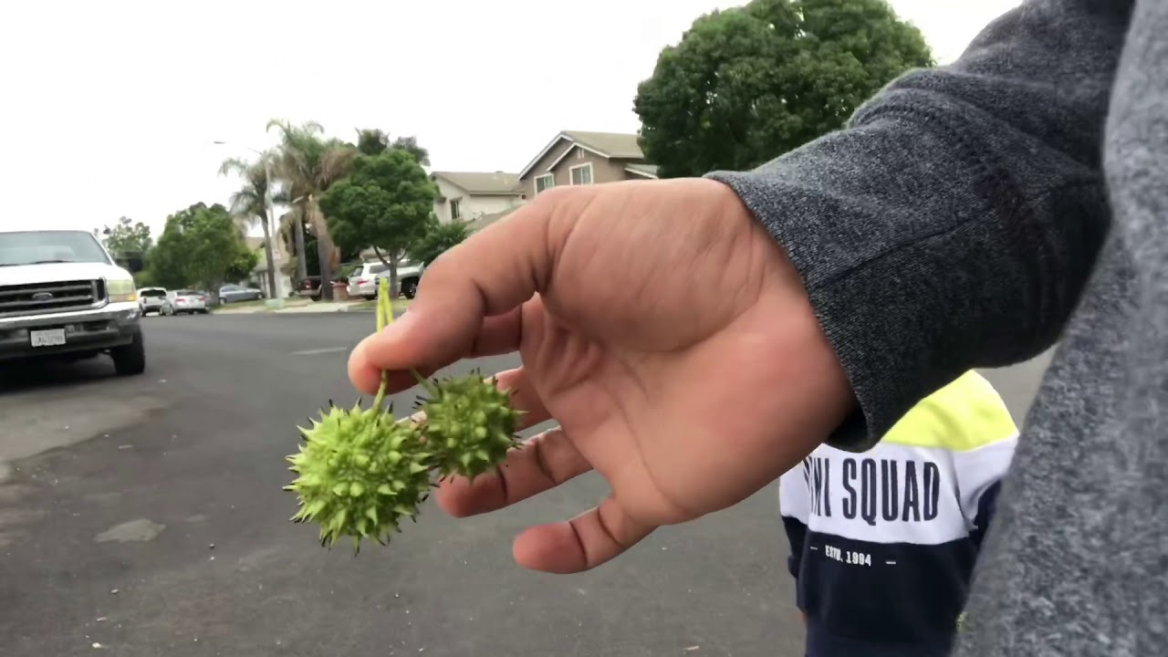 Spikey Tree Balls What Are They Youtube 