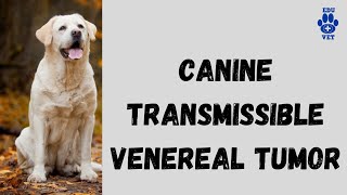 Transmissible Venereal Tumor In Dogs