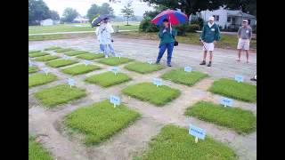 Zoysiagrass