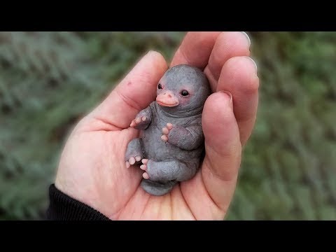 Video: Birden Çok Evcil Hayvanla Yaşamanın İpuçları