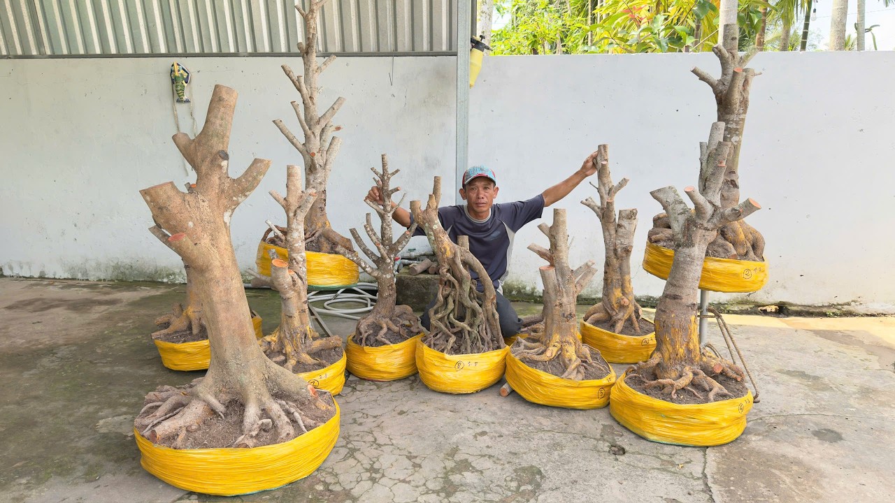 PHÔI MAI VÀNG ngày O3/3/2026 (#0909083144 TUẤN ANH) PHÔI MAI TỨ QUÝ-  @bonsai Can Tho