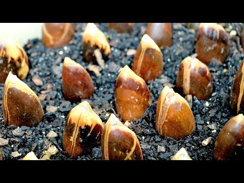 Germinación de Semillas de Mamey en @HuertasMagana Aprende paso a paso cómo sembrar la semilla de mamey y cultivar tu propio árbol
