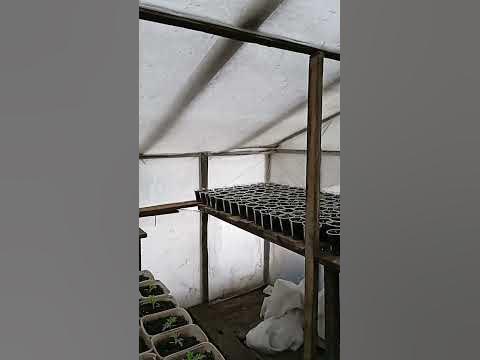 26.02.23 Потеплело +3.Верхние полки в большой теплице заставлены ...