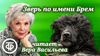 Вера Васильева читает рассказ "Зверь по имени Брем" Елены Катасоновой (1989)