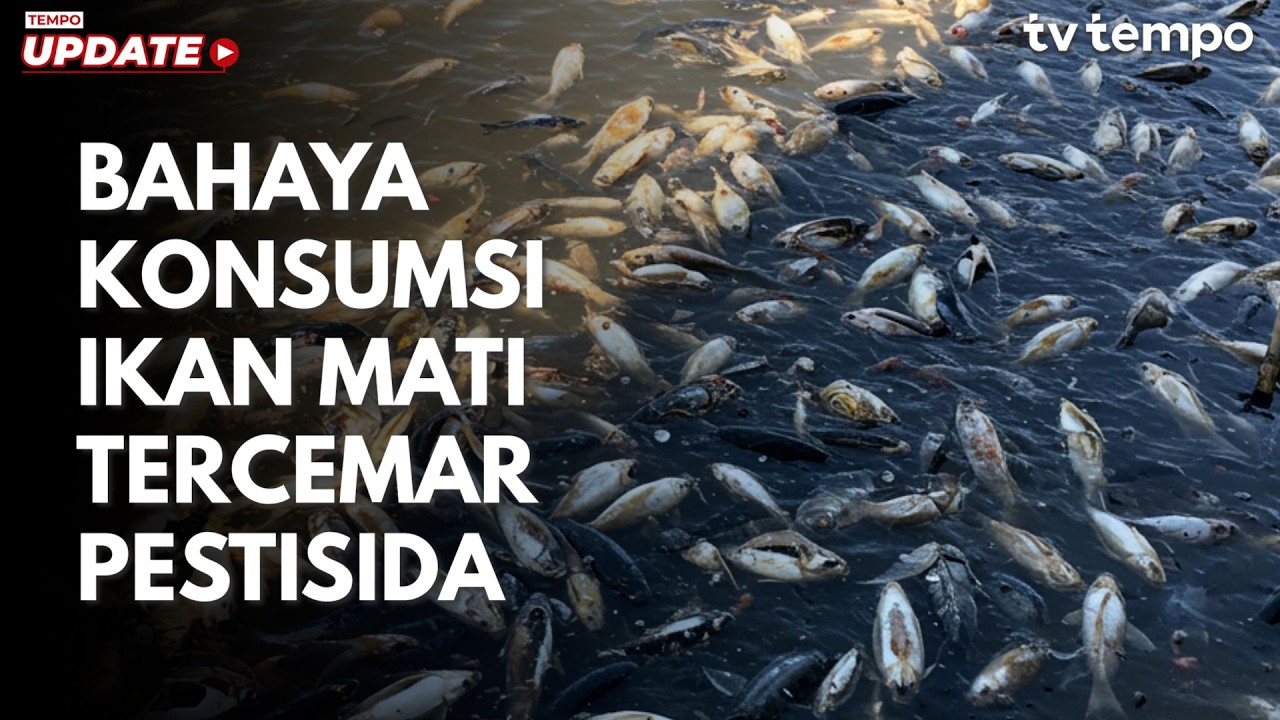 Seberapa Berbahaya Mengkonsumsi Ikan Mati Sungai Cisadane