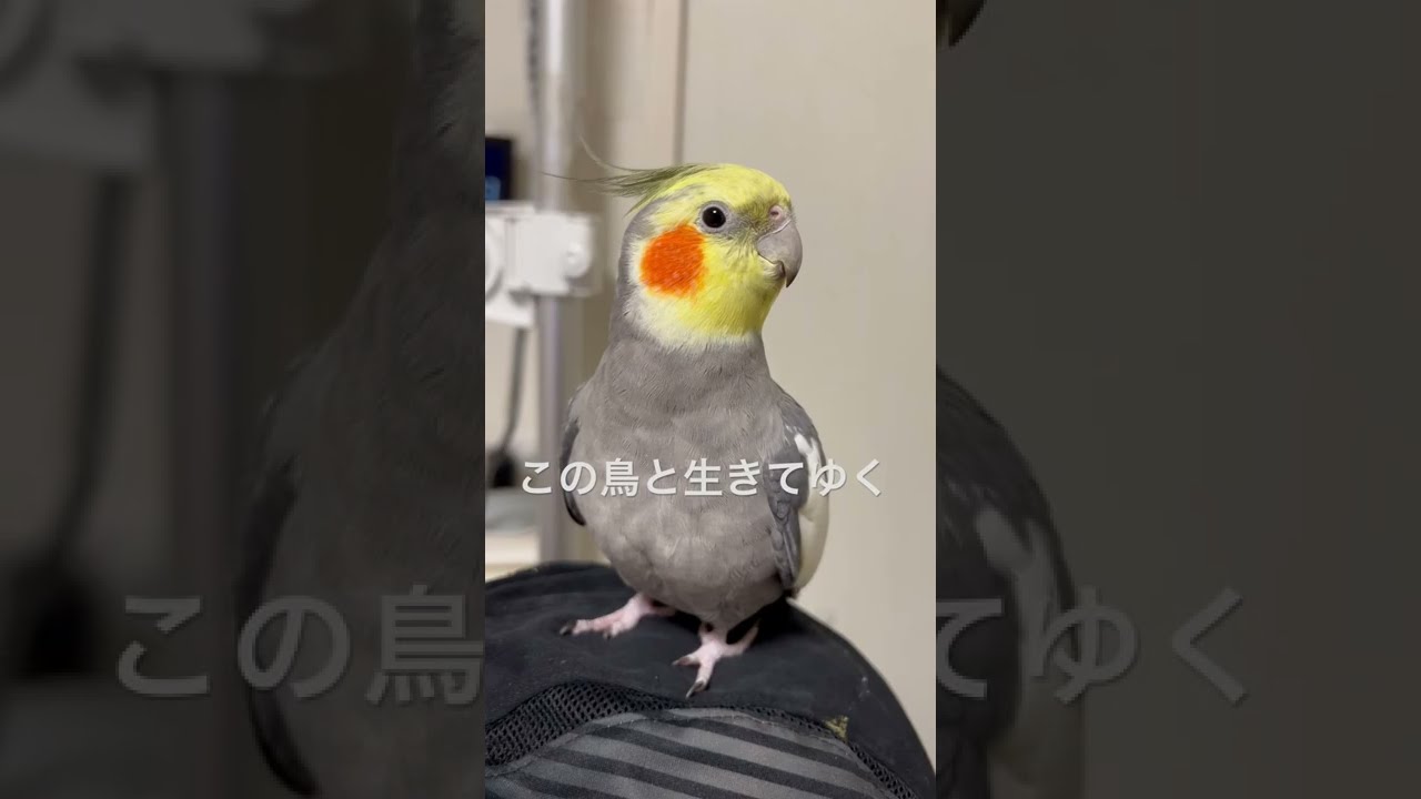 この鳥と生きてゆく4 I Ll Live With This Bird オカメインコ Cockatiel Cockatiel Youtube