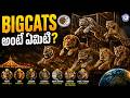 BIGCATS అంటే ఏమిటి? #bigcat #pmmodi #telugu #news #WhatIsBIGCAT #naturedocumentary