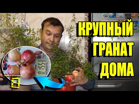 Вопрос: Каковы особенности выращивания граната в черноземье?