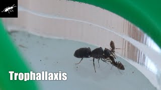 Trophallaxis in an ant colony