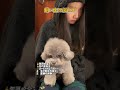 犬に似た飼い主?飼い主に似た犬?どっちなんだ #癒し #元気になる動画 #pets #元気お届け #犬のいる生活 #大型犬のいる生活 #犬の気持ち #可愛い