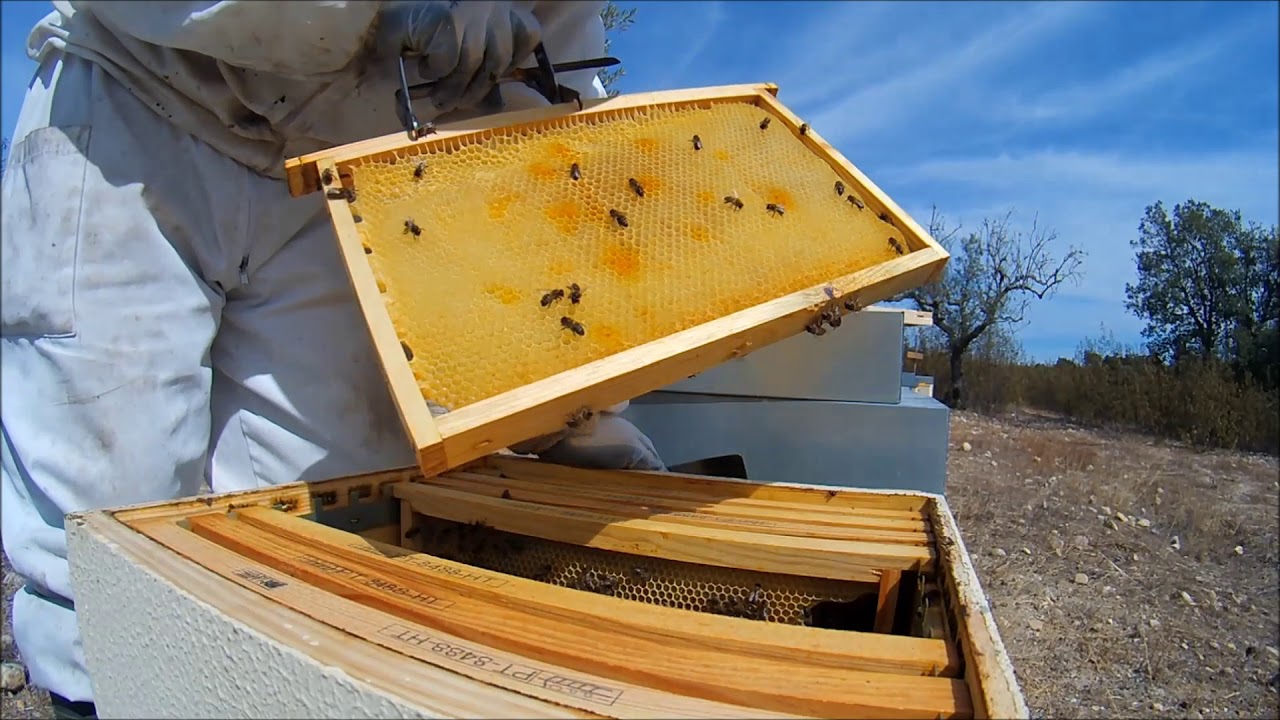 Erros Comuns na Apicultura