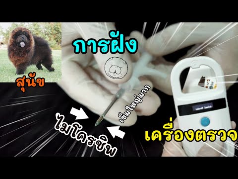 วีดีโอ: วิธีการชิปสุนัข