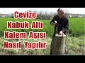 Cevize Kabuk Altı Aşı Nasıl Yapılır , Ceviz Aşısı Nasıl Yapılır , Ceviz Aşısı