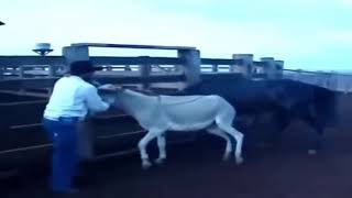 Big Horse and Donkey mating - Funny horse meeting and playing with donkey