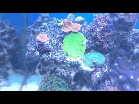 my reef aquarium so far