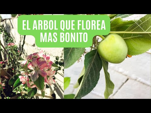 Video: Manzano rayado de verano: descripción de la variedad, tiempo de maduración. Cómo plantar un manzano en primavera
