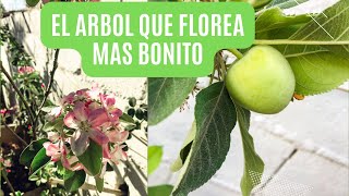 ARBOL DE MANZANO - CUIDADOS Y CONSEJOS