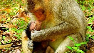 Break Heart!, Baby Just Born Why Mom Jenny Weaning & Blocking Like This?|#Monkey Nightmare