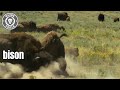 Why Fighting A Bison Is Like Boxing A Walking Gas Tank And You Ll Lose Both Ways Why Fighting A Bison Is Like Boxing A Walking Gas Tank And You Ll Lose Both Ways