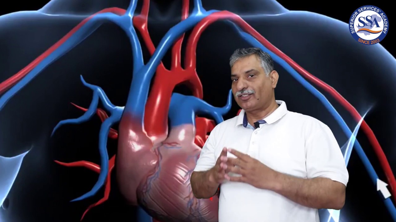 Blood vessels Human Transport System | O'Level, IGCSE & Matriculation