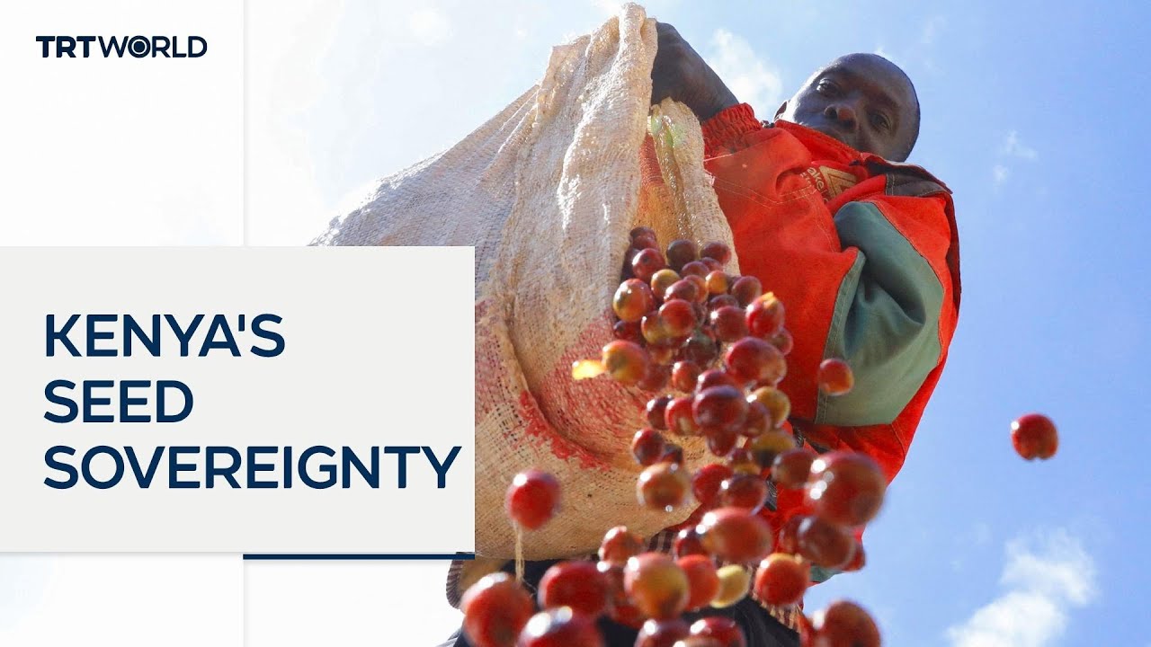 Kenyan farmers ask court to overturn seed law