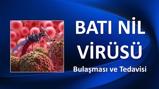 Bati Ni̇l Vi̇rüsü Bulaşması Ve Tedavisi