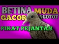 Suara Perkutut Betina Gacor Ngotot Pikat Perkutut Jantan Mp3 - Mp4 Download