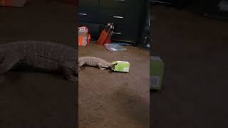 Lizard Plays With A Box Like A Cat! #Monitorlizard #Lizard #Reptiles #Gecko #Cat #Komodo