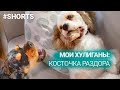 Мои домашние питомцы. Косточка раздора. #shorts