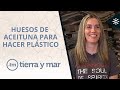 Tierra y mar | El reciclado de los huesos de aceituna