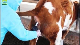 Cattle Horse sheep Ovulation Detector Pregnancy Tool Cow estrus animal Ovulation Analyzer