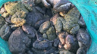 Võ Chí Tâm túc ếch trúng mánh bầy ếch cái khủng tại nông trường phần 571/Săn bắt Sông Hậu TV