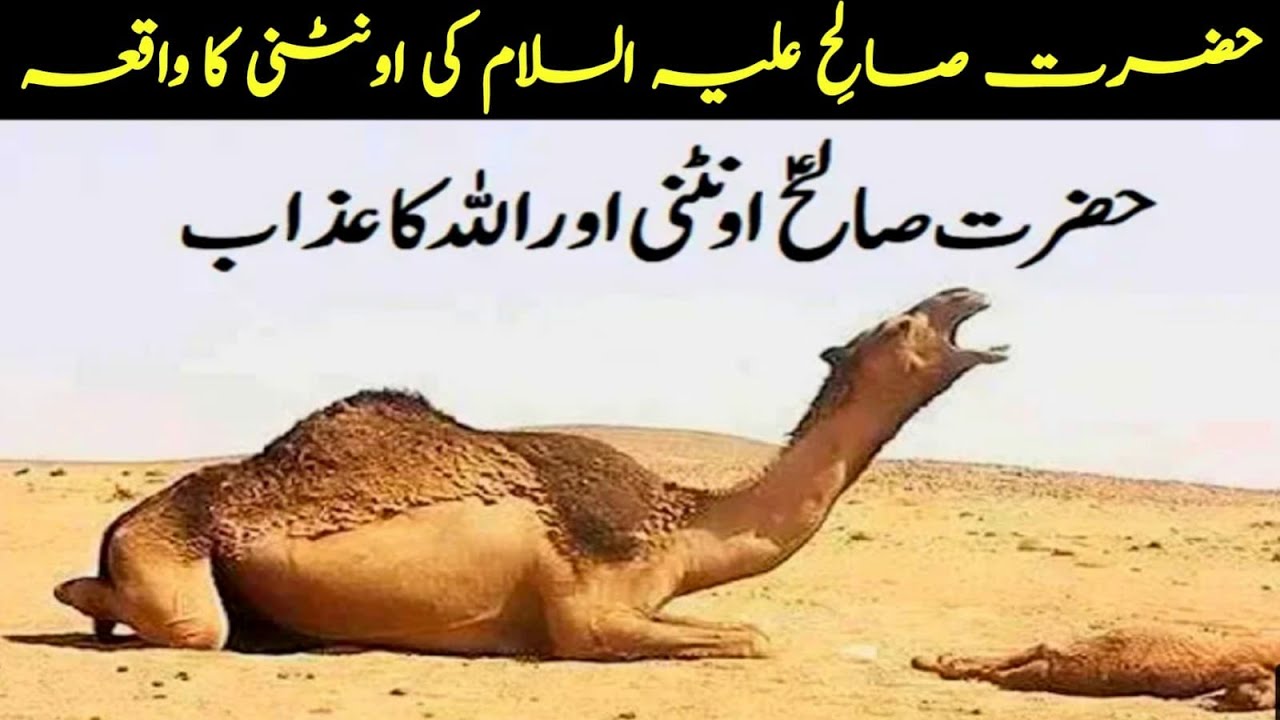 Hazrat Salih A S Ki Ontni Ka Waqia hazrat-salih-a-s-ki-ontni-ka-waqia