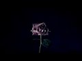 Billie Eilish I Love You Slowed To Perfection Billie Eilish I Love You Slowed To Perfection