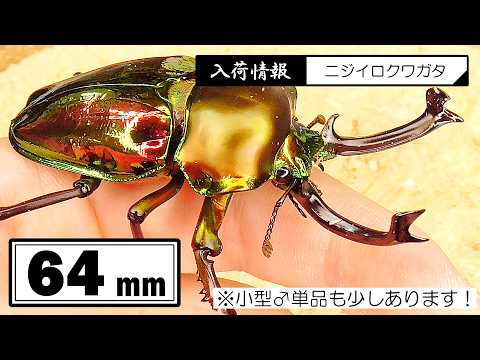 06/08-06/14までの入荷クワガタ紹介、8種類！【64mmニジイロクワガタ