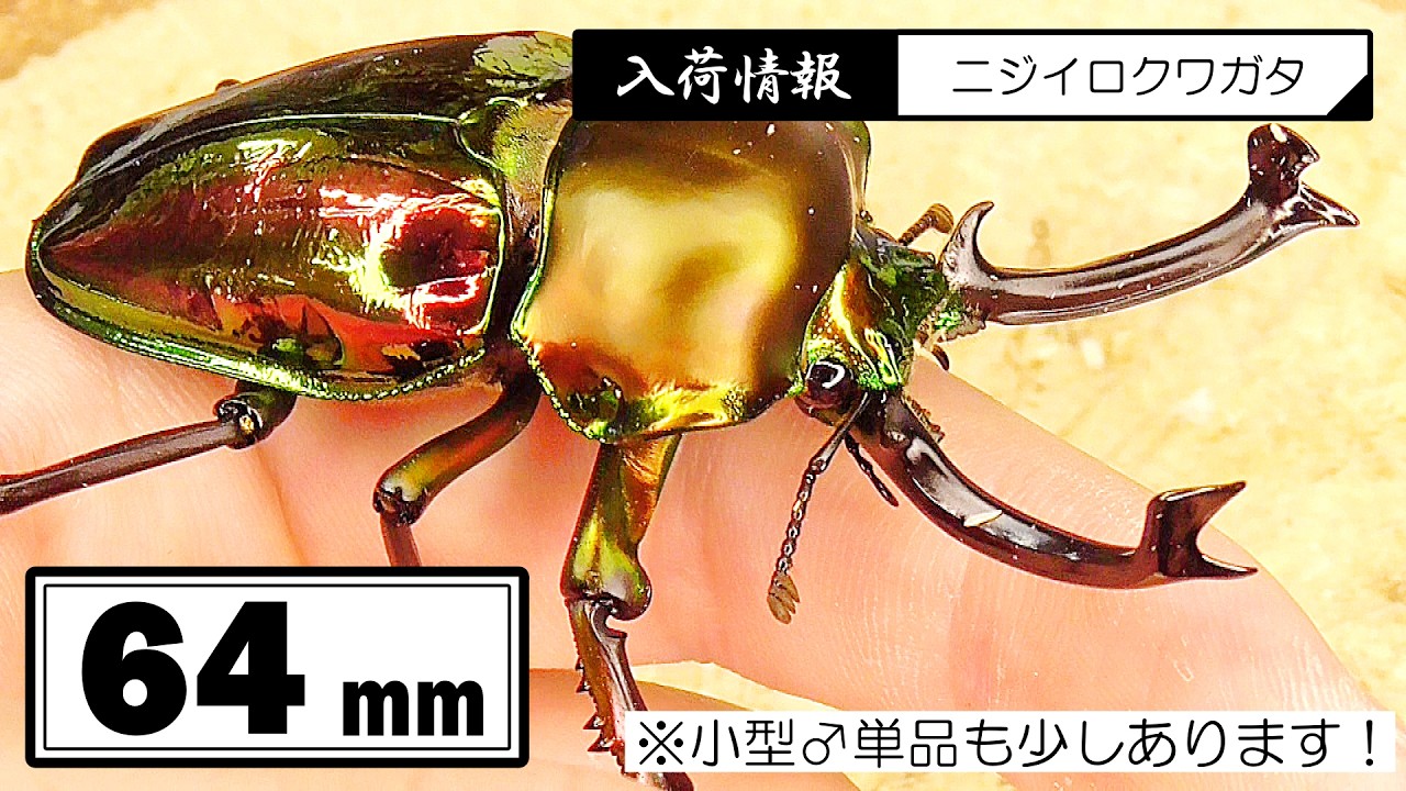 06/08-06/14までの入荷クワガタ紹介、8種類！【64mmニジイロクワガタ