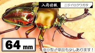 06/08-06/14までの入荷クワガタ紹介、8種類！【64mmニジイロクワガタ